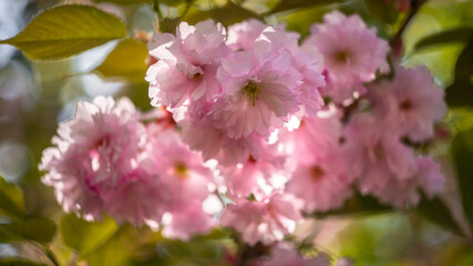 Soft Focus Cherry Blossom Close-Up in Warm Light