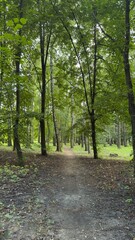 Fototapeta premium Forest trail among tall green trees — harmony of wild nature, ecology, and inner peace