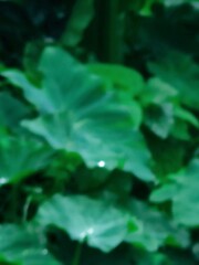 green leaves in water