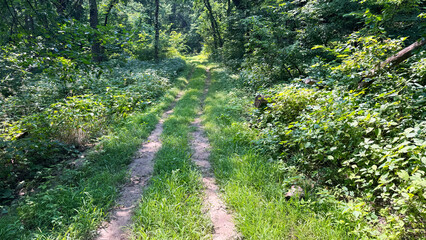 Obraz premium Road Through the Forest