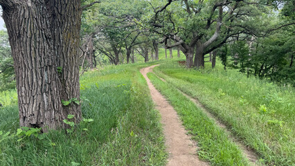 Road Through Savanna 