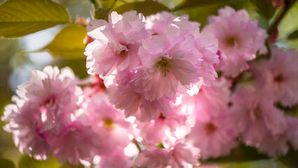 Soft Focus Cherry Blossom Close-Up in Warm Light