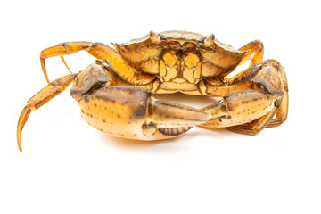 Crab with detailed texture and coloring against a white background in a stationary position