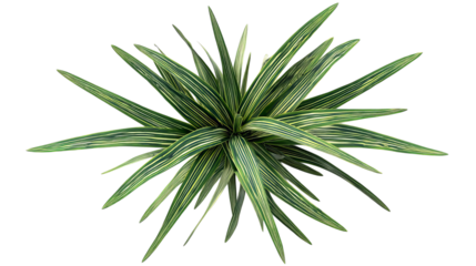 PNG of Vibrant green foliage with striking striped leaves, perfect for adding a touch of nature indoors.