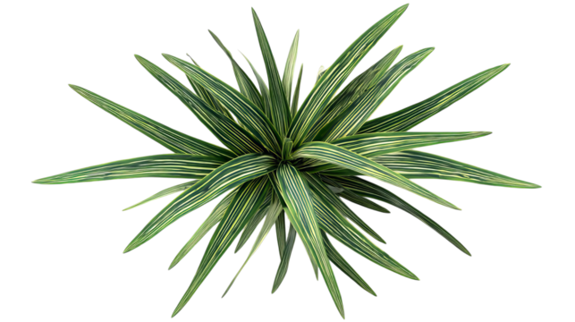 PNG of Vibrant green foliage with striking striped leaves, perfect for adding a touch of nature indoors.