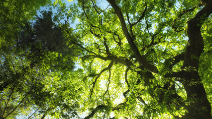 Scenic forest canopy with a majestic oak tree's dark branches and sunlit leaves in spring © Smileus