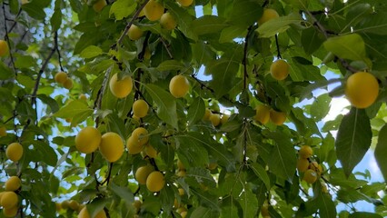 Yellow cherry plums on the tree in summer — juicy fruits as a symbol of freshness, homestead harvest, and culinary inspiration