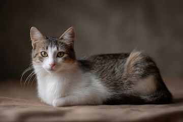 Obraz premium portrait of a cat