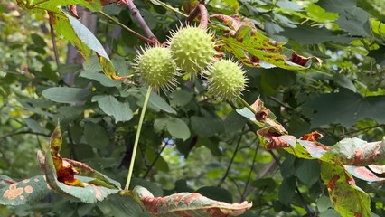 Autumn chestnut branch with green spiky shells — symbol of seasonal cycle, natural rhythm, and botanical aesthetics