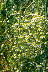 Many chamomile plants and flowers in the summer