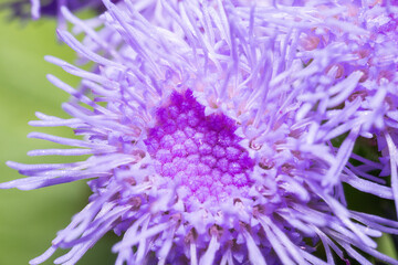 Macro of a small ageratum whiteweed flower in purple colour