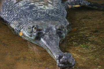 The gharial, also known as gavial or fish-eating crocodile, is a crocodilian in the family Gavialidae and among the longest of all living crocodilians. Head closeup shot.
