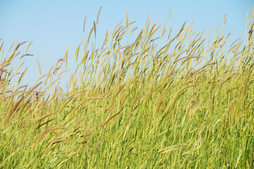 Campos verdes en los Altos del Golán en el norte de Israel