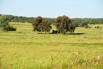 Campos verdes en los Altos del Golán en el norte de Israel