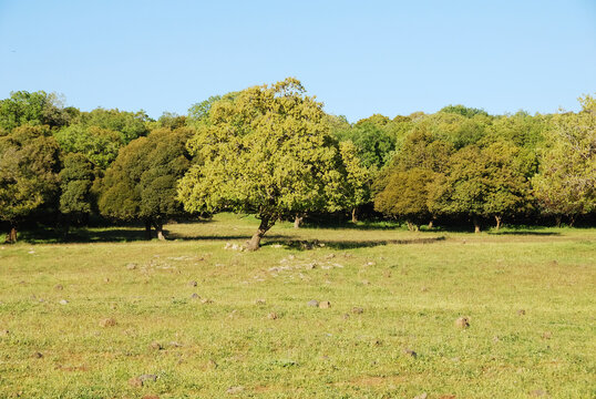 Campos verdes en los Altos del Gol&aacute;n en el norte de Israel
