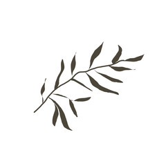 plant green branch with leaves isolate on white background
