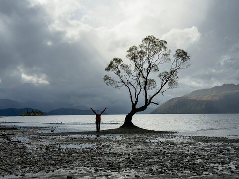 Serene landscape view of Lake Wanaka's lone tree