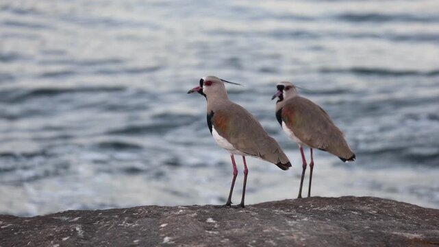 Couple of Southern Lapwings (Vanellus chilensis) standing on a coastal rock with ocean waves in the background, Angra dos Reis, Brazil. 