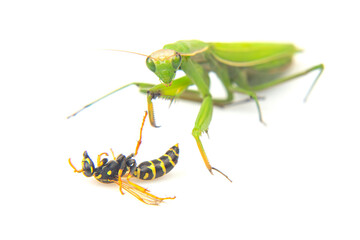 Praying mantis interacting with a yellow and black wasp on a white background
