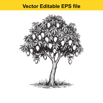 Vector art of mango tree with ripe fruits isolated on white background 