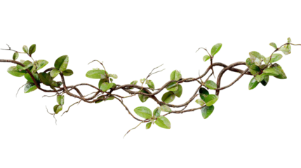 PNG of A vibrant green vine with small leaves twisting elegantly, showcasing its natural beauty.