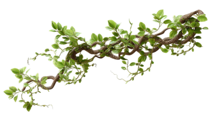 PNG of Green leafy vines twisting elegantly on a natural branch.