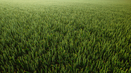 An expansive green wheat field captured during the early summer months. The image shows the texture and density of young wheat plants under soft, natural light. A peaceful agricultural landscape that 