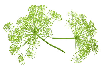 Dill herb or Anethum graveolens flower isolated on white background