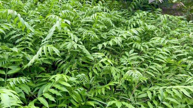 Dense Canopy of Bright Green Fern-like Leaves