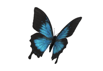 blue butterfly isolated on white background