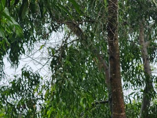 Beautiful trees and leaves in the forest, Green nature background. forest environment