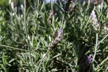Abeja Silvestre
