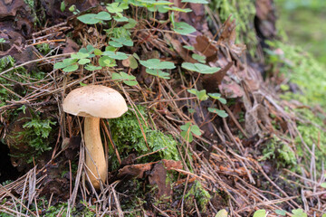 mushroom on a tree with moss, forest details close-up
