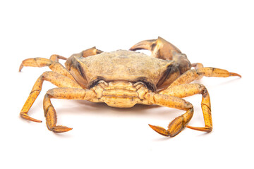 Unique crab with prominent claws captured on a white background in a studio setting