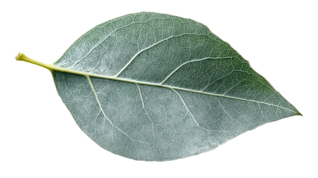 PNG of A detailed green leaf showcasing intricate vein patterns and a smooth surface.