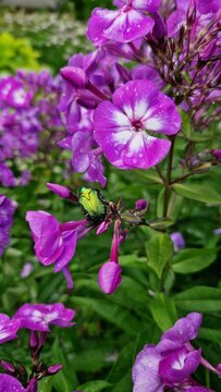 pink plox  flowers in the garden. A rose chafer sits in the middle of the flowers.
Green shiny beetle and red blooming plants.