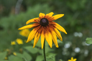 Sunny summer closeup of a Black Eyed Susan wildflower growing in the forest near Manitowish Waters, Wisconsin.