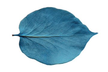 Close-up of a vibrant, light-blue leaf, oval-shaped with a prominent midrib and visible veins