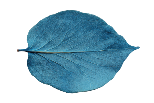 Close-up of a vibrant, light-blue leaf, oval-shaped with a prominent midrib and visible veins