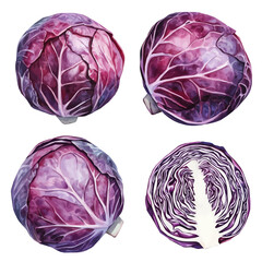 A Watercolor painting of red cabbage, delicately hand-painted with artistic brush strokes, minimal layout, white background, vector EPS. vector illustration