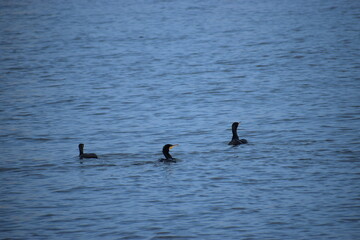 ducks on the lake in the morning
