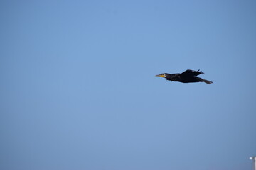 flying eagle in the sky