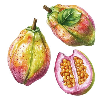 Beautiful Watercolor illustration of vidanga fruit, hand-crafted with delicate brush textures, minimal and isolated layout, white background, EPS format. illustration