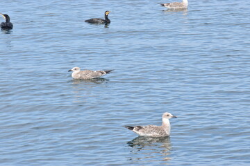 ducks and seagulls at sea in the morning