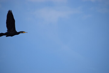 flying eagle in the sky