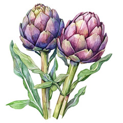 Cute Watercolor illustration of artichoke, hand-crafted with delicate brush textures, minimal and isolated layout, white background, EPS format. illustration	