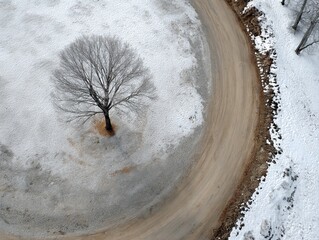 solitary,  leafless tree by the road, top view