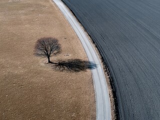 solitary,  leafless tree by the road, top view