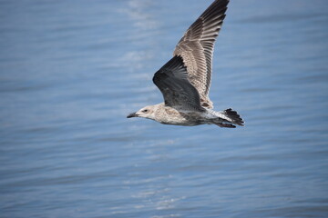 seagull flying in the sky