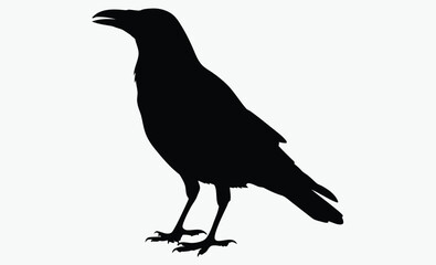 Crow silhouette bird, Vector, isolated black silhouette bird, crow collection 